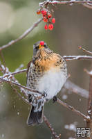 Fieldfare (Turdus pilaris)