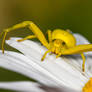 Goldenrod crab spider (Misumena vatia)