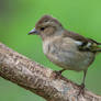 Common chaffinch (Fringilla coelebs)