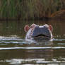 Hippopotamus (Hippopotamus amphibius)