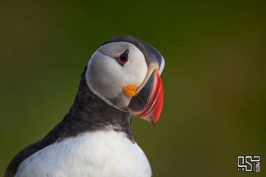 Atlantic puffin (Fratercula arctica)