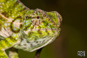 Carpet Chameleon (Furcifer lateralis)