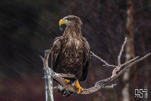 White-tailed eagle (Haliaeetus albicilla)