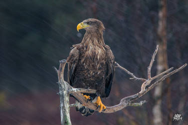 White-tailed eagle (Haliaeetus albicilla)