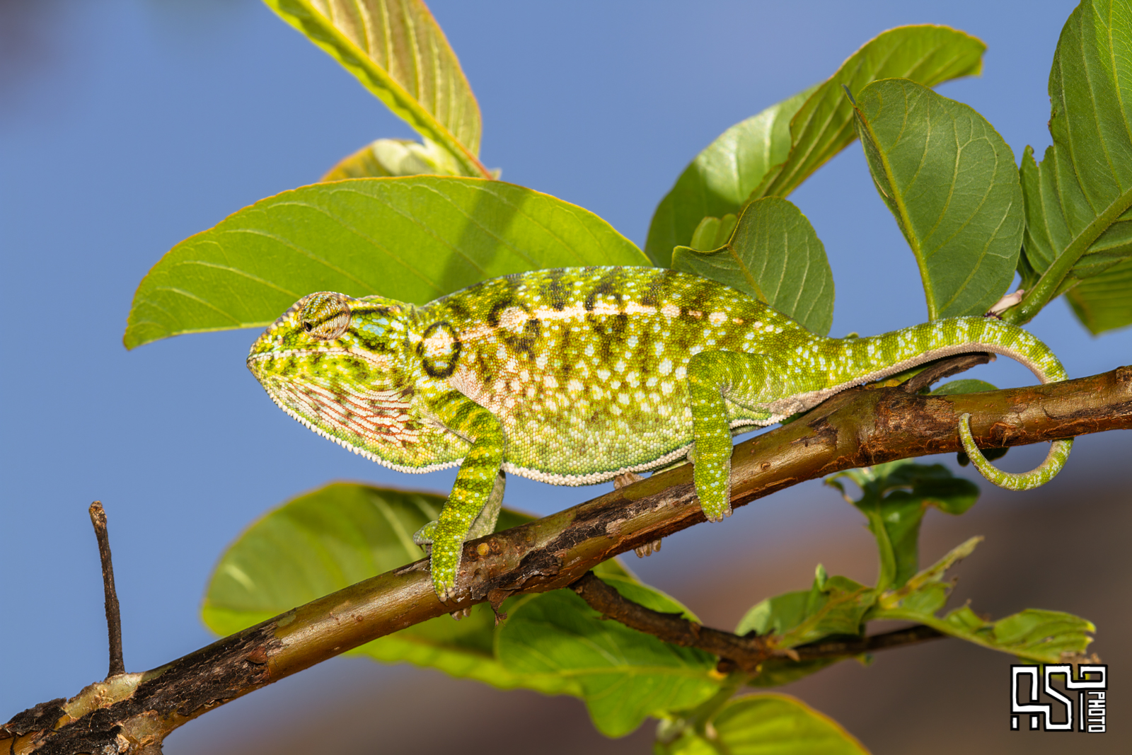 Carpet Chameleon Furcifer Lateralis