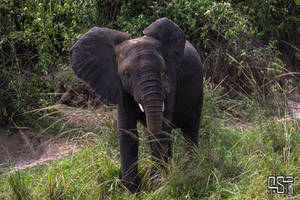 African bush elephant (Loxodonta africana)