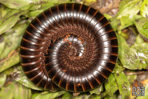 Millipede by Azph