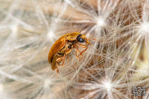 Bug on a dandelion