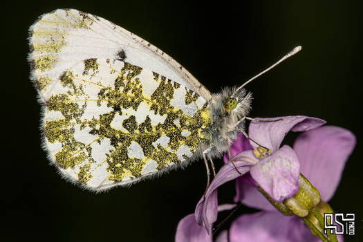 Orange tip (Anthocharis cardamines)