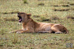 Lion (Panthera leo)