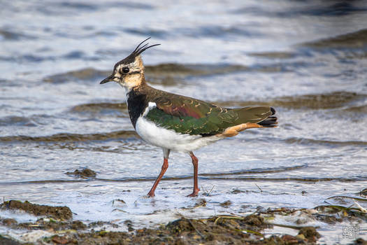 Northern Lapwing (Vanellus vanellus)