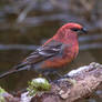 Pine Grosbeak (Pinicola enucleator)