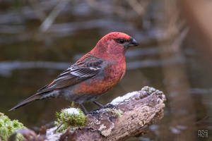 Pine Grosbeak (Pinicola enucleator)