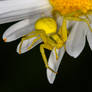 Goldenrod Crab Spider (Misumena vatia)