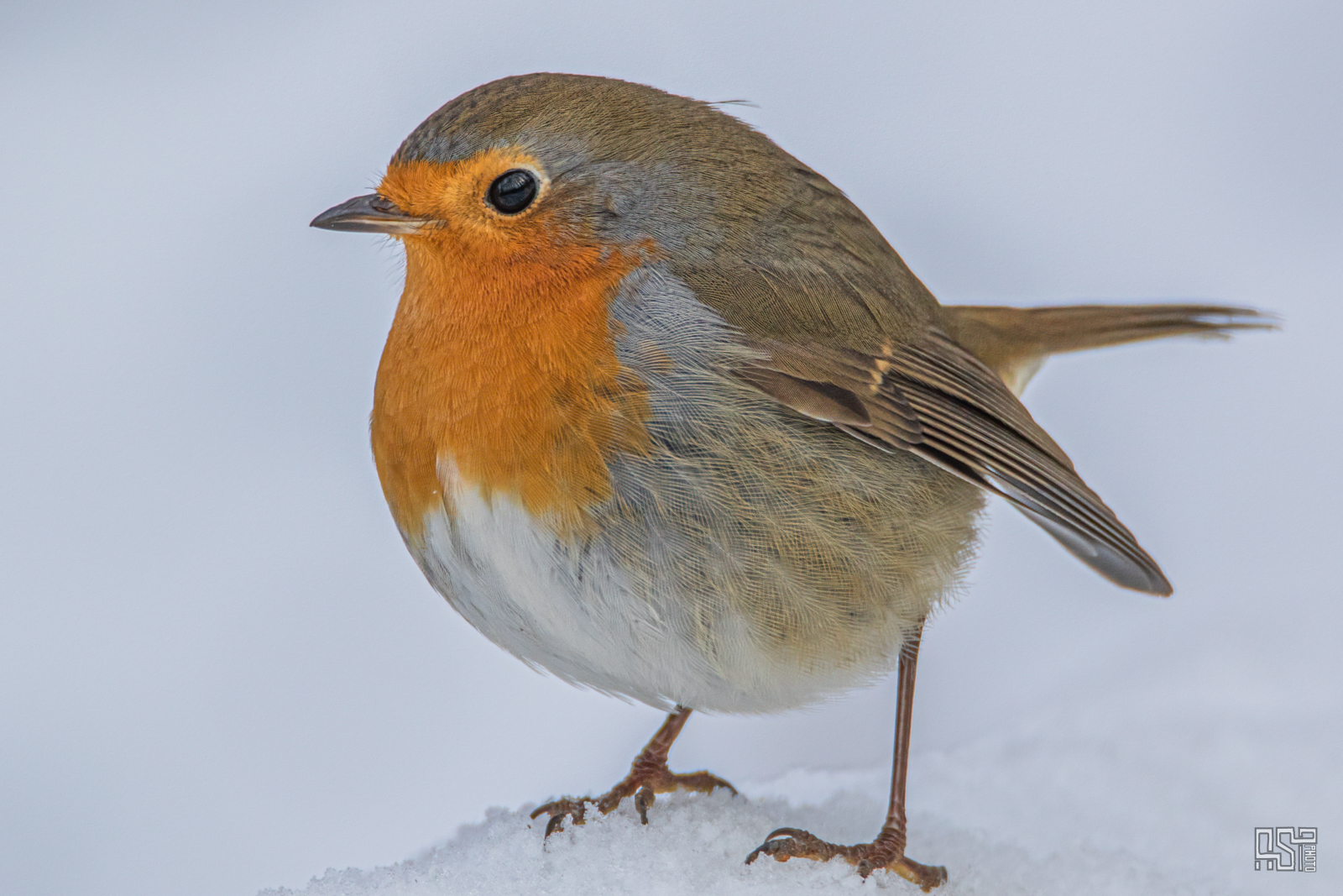 All about the Common European Robin (Erithacus rubecula)