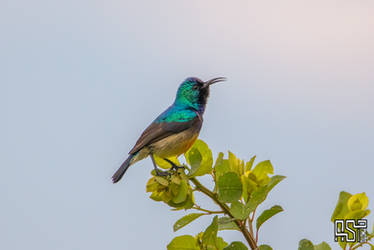 Variable Sunbird (Cinnyris venustus)