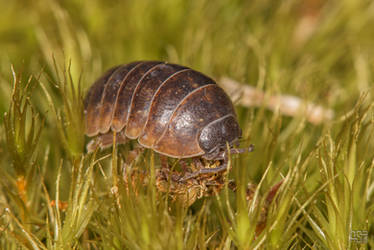 Woodlouse