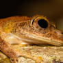 Mantellid Frog
