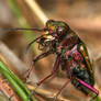 Green Tiger Beetle (Cicindela campestris)