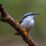 Eurasian Nuthatch (Sitta europaea)