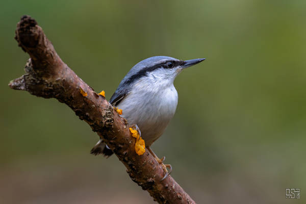 Eurasian Nuthatch (Sitta europaea)