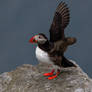 Atlantic puffin (Fratercula arctica)