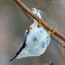 Eurasian Nuthatch (Sitta europaea)