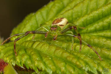 Eurasian Green Crab Spider (Diaea dorsata) by Azph