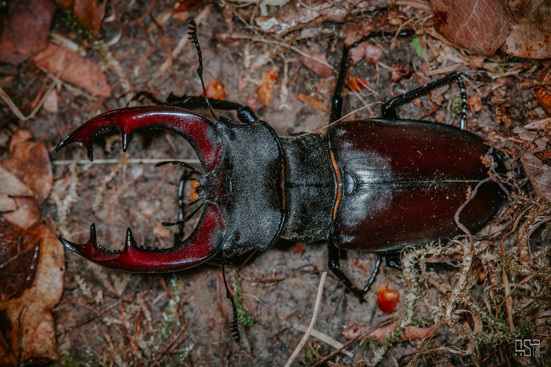 European stag beetle (Lucanus cervus)