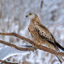 Red Kite (Milvus milvus)