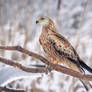 Red Kite (Milvus milvus)