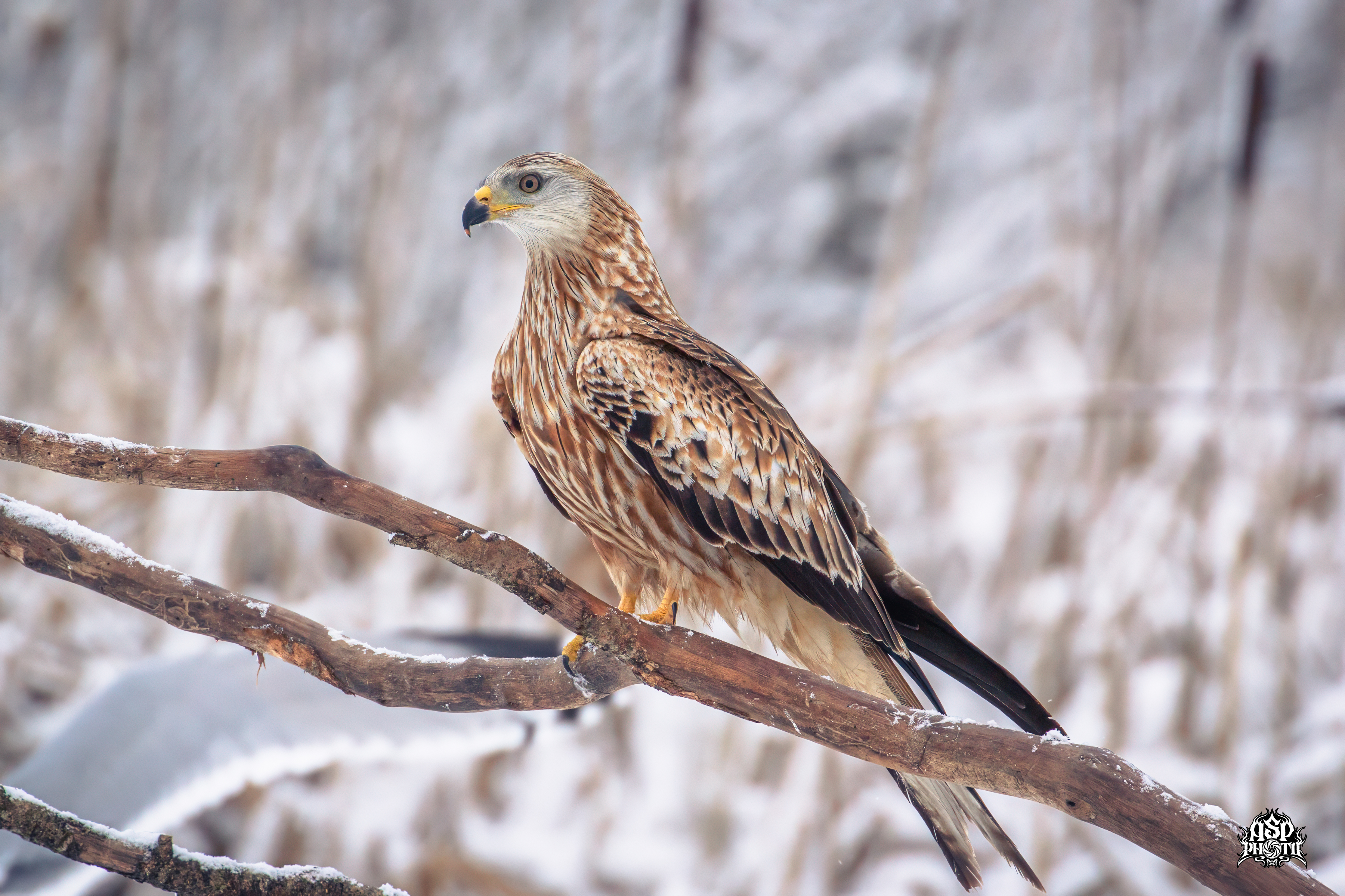 Red Kite (Milvus milvus)