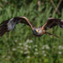 Red Kite (Milvus milvus)