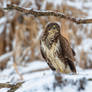 Common Buzzard (Buteo buteo)