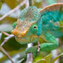 Parson's chameleon (Calumma parsonii)
