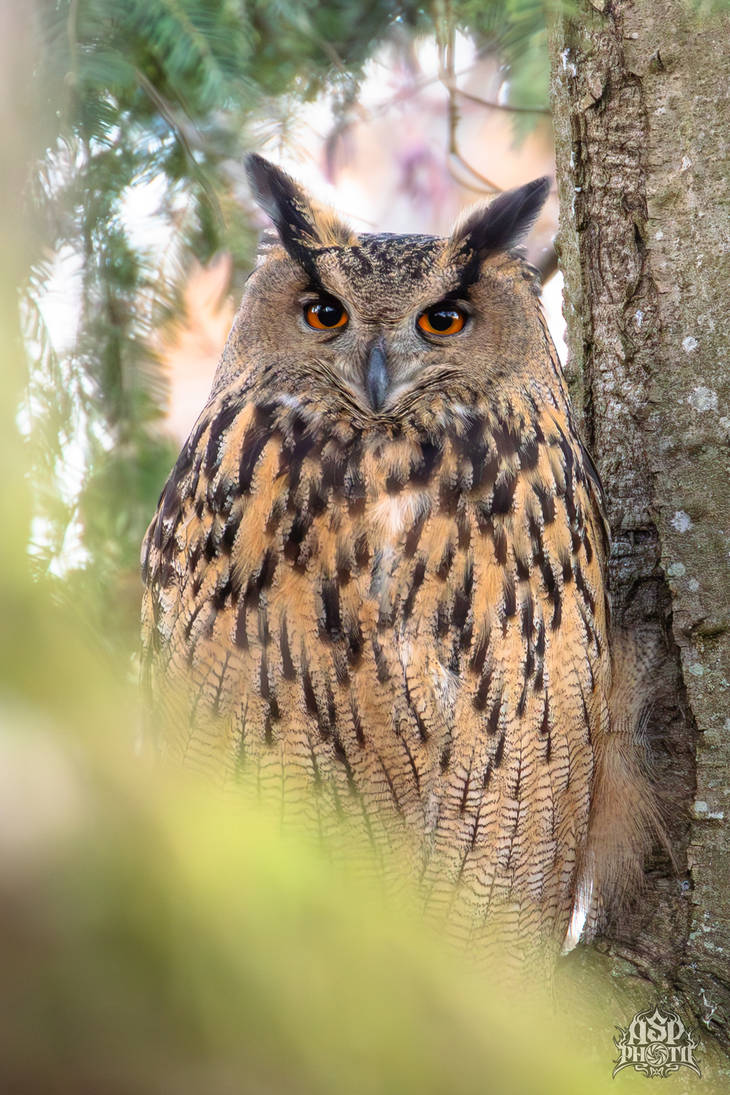 Eurasian Eagle owl Bubo Bubo By Azph On DeviantArt eurasian-eagle-owl-bubo-bubo-by-azph-on-deviantart