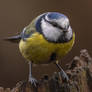 Eurasian blue tit (Cyanistes caeruleus)