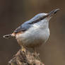 Eurasian Nuthatch (Sitta europaea)