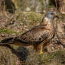 Red Kite (Milvus milvus)