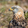 Red Kite (Milvus milvus)