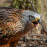 Red Kite (Milvus milvus)