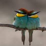 European Bee-Eater (Merops apiaster)