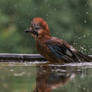 Eurasian Jay (Garrulus glandarius)