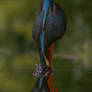 Common Kingfisher (Alcedo atthis)