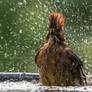 Eurasian jay (Garrulus glandarius)