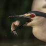 Black-Crowned Night Heron (Nycticorax nycticorax)