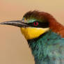 European bee-eater (Merops apiaster)