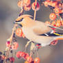Bohemian Waxwing (Bombycilla garrulus)