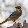 Eurasian Jay (Garrulus glandarius)