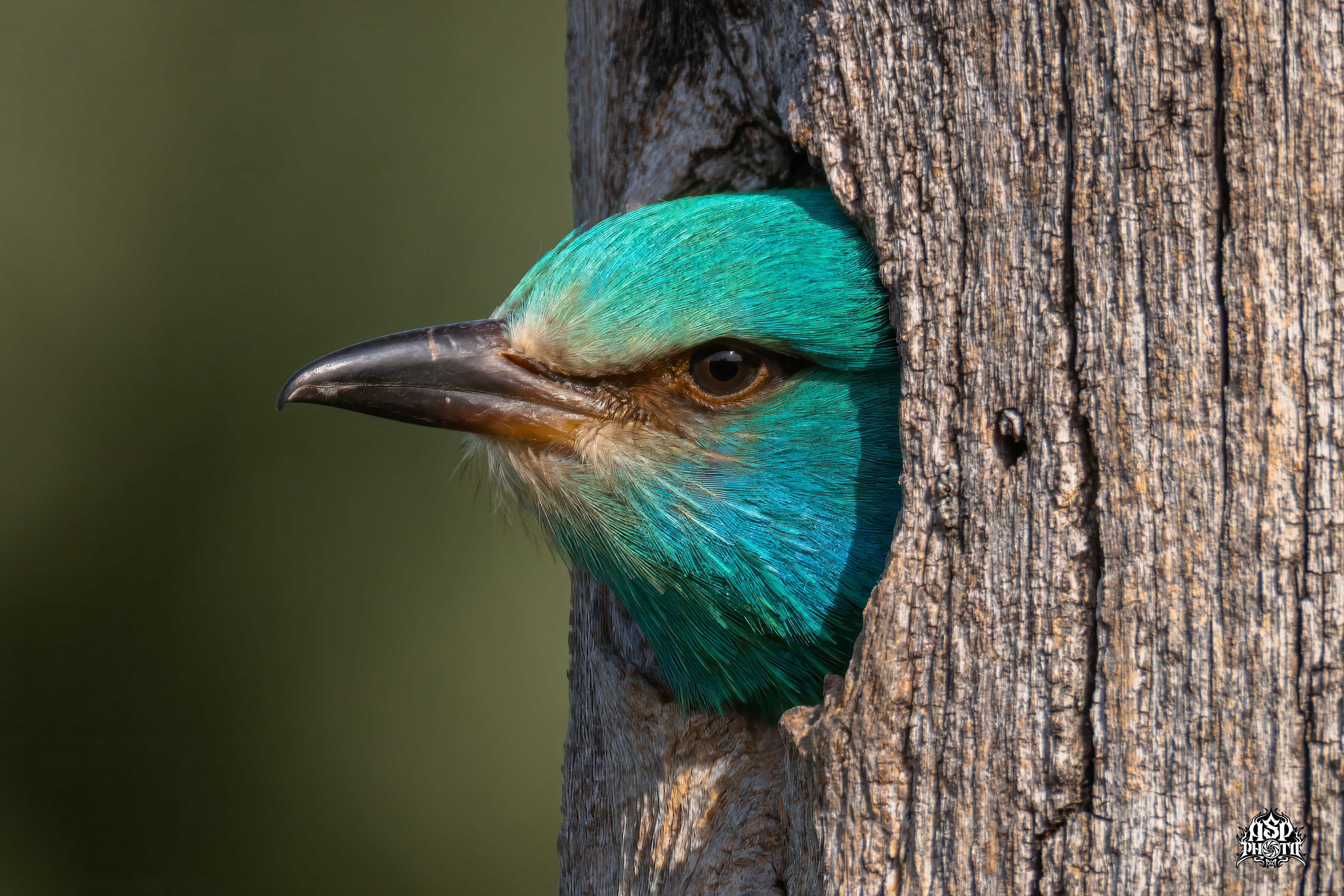 European roller (Coracias garrulus)